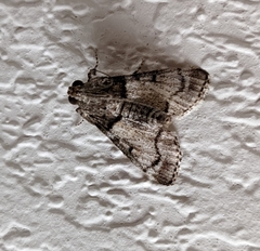 Epipaschia superatalis