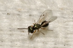Miscogastrinae