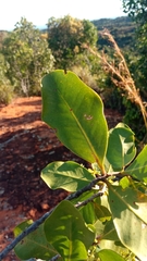 Asteropeia amblyocarpa