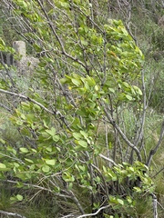 Lonicera tatarica
