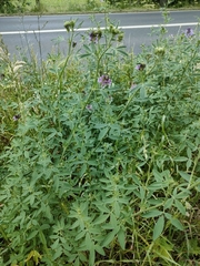 Medicago sativa