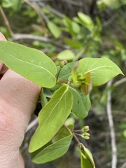 Lonicera tatarica
