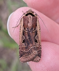 Parabagrotis formalis