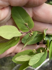Lonicera tatarica