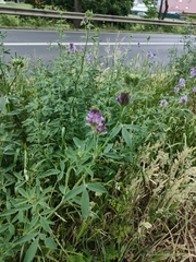 Medicago sativa