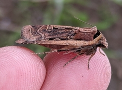 Parabagrotis formalis