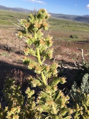 Phacelia heterophylla