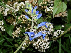 Salvia sagittata
