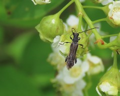 Molorchus bimaculatus