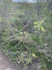 Ulmus pumila