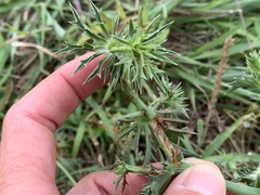 Eryngium hookeri