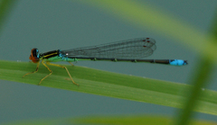 Enallagma antennatum