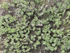 Artemisia austriaca
