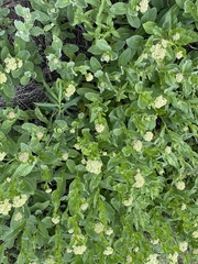 Lepidium draba