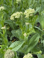 Lepidium draba