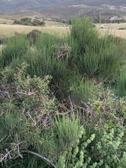 Ephedra fragilis fragilis