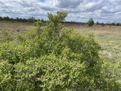 Lonicera tatarica