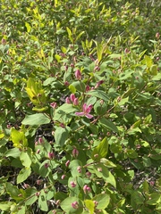 Lonicera tatarica