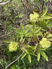 Sambucus racemosa
