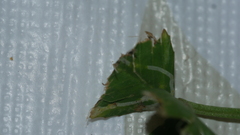 Liriomyza fricki