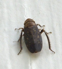 Negosiana dualis