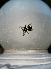 Eumorphus quadriguttatus