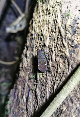 Penthicodes variegatus