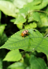 Podontia affinis