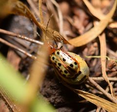 Isotes multipunctata