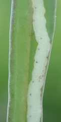Phytomyza horticola