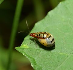 Isotes multipunctata