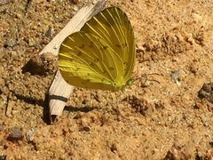 Eurema hecabe hecabe