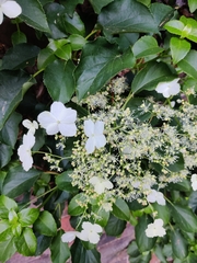 Hydrangea petiolaris
