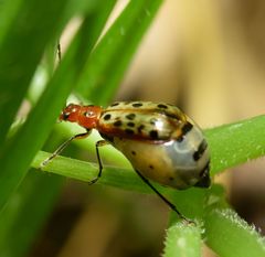 Isotes multipunctata