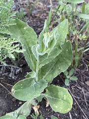 Lepidium draba