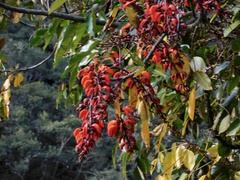 Erythrina falcata