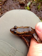 Lithobates virgatipes