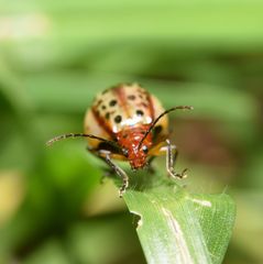 Isotes multipunctata