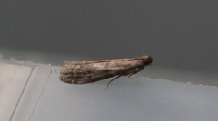 Ephestia elutella