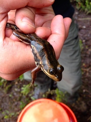 Lithobates virgatipes
