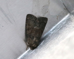 Oligia latruncula
