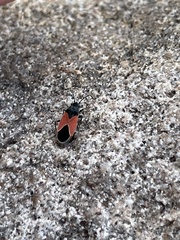 Melanopleurus belfragei