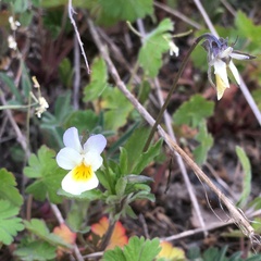 Viola arvensis