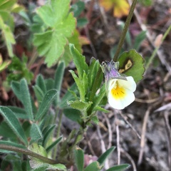 Viola arvensis