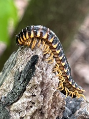 Arthrophaga myriapodina
