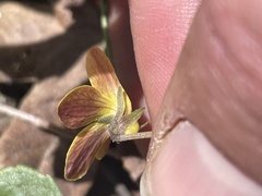 Viola utahensis