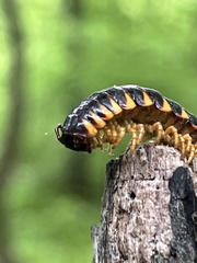 Arthrophaga myriapodina