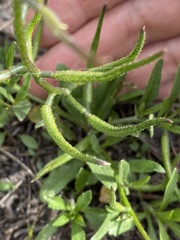 Chorispora tenella