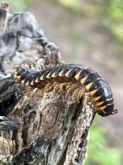 Arthrophaga myriapodina