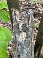 Arthrophaga myriapodina